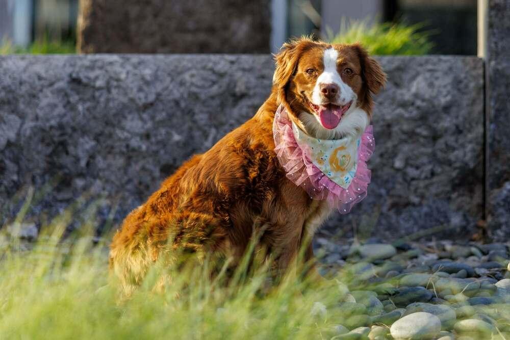 Enlarge Summit, a Adoptable mixed breed in Wolcott, CT image 5/6