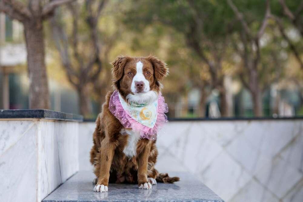 Enlarge Summit, a Adoptable mixed breed in Wolcott, CT image 6/6