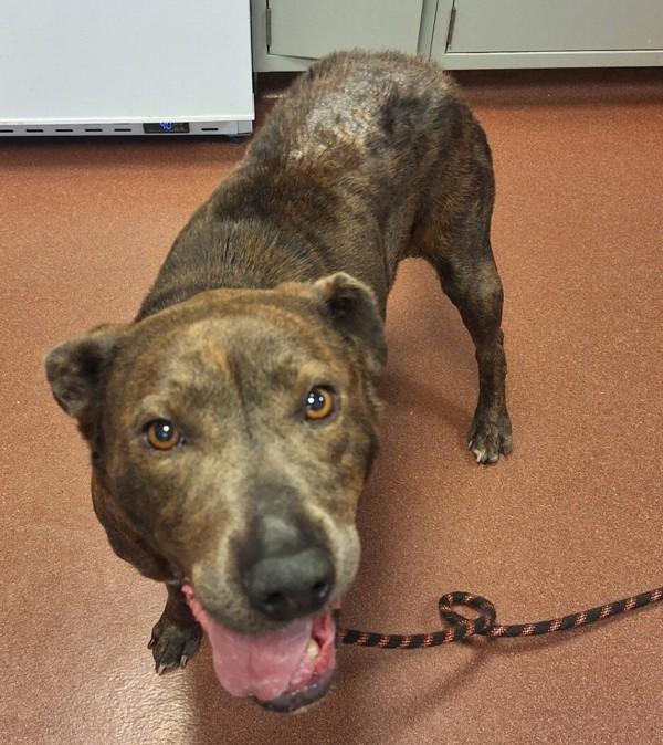 Edith, Adoptable, Senior Female Labrador Retriever.
