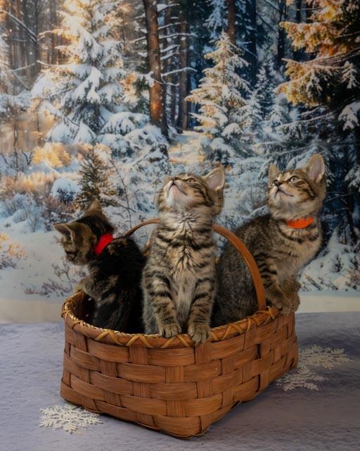 Faith, adopted, Kitten Female Domestic Short Hair.