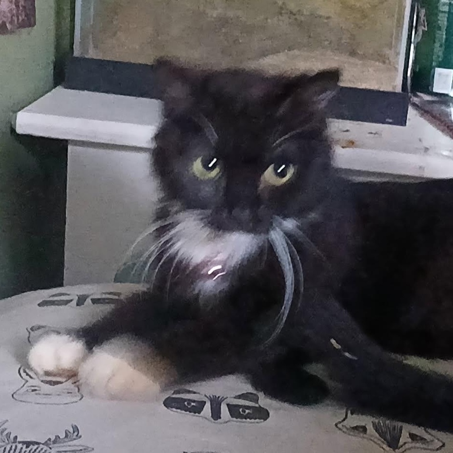 Abby, Adoptable, Young Female Domestic Short Hair & Tuxedo.