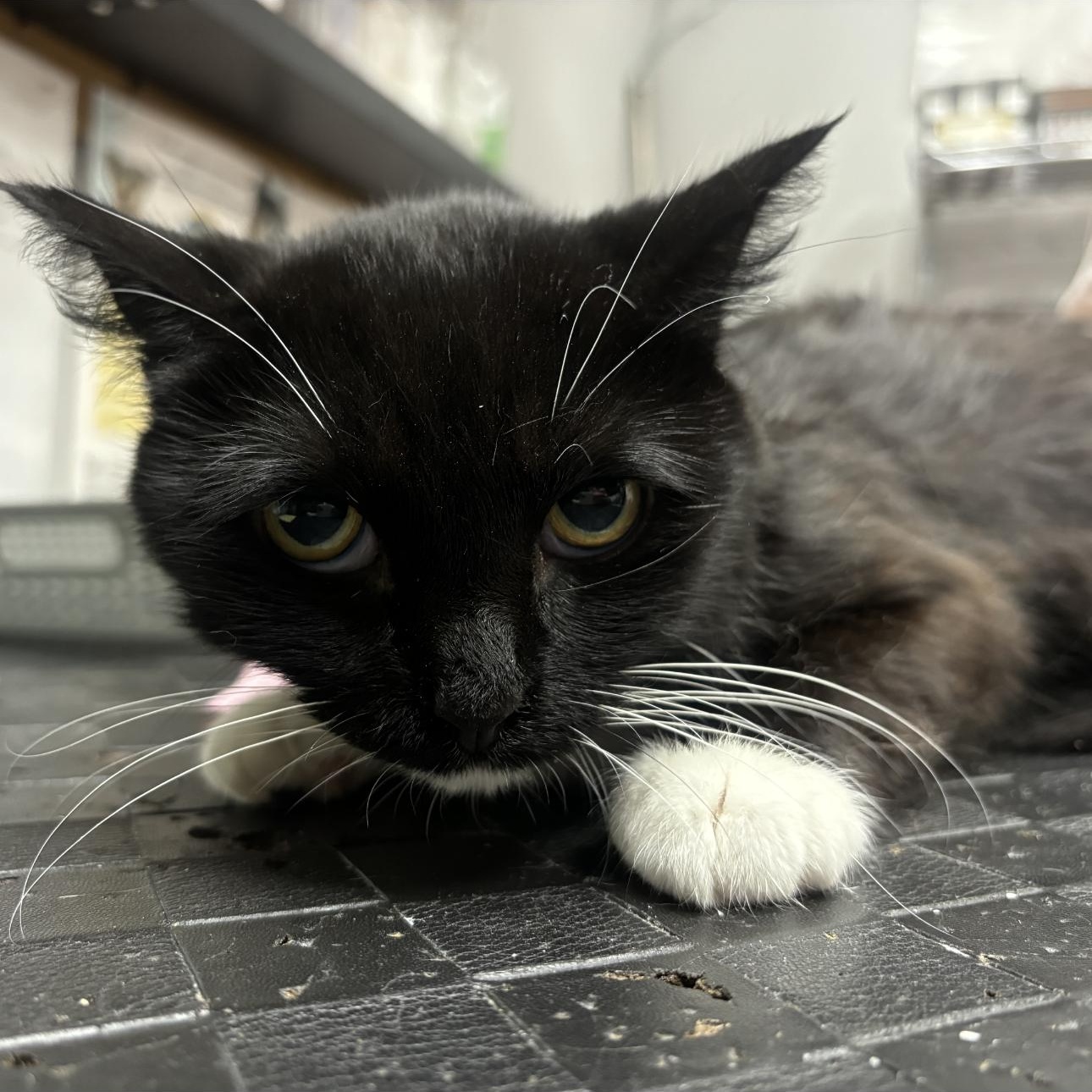 Enlarge Abby, a Adoptable mixed breed in Lemont, IL image 2/2