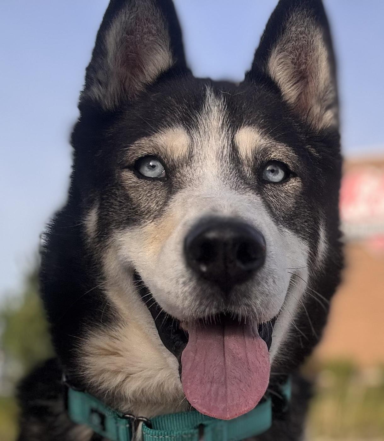 Koda, Adoptable, Adult Male Siberian Husky.
