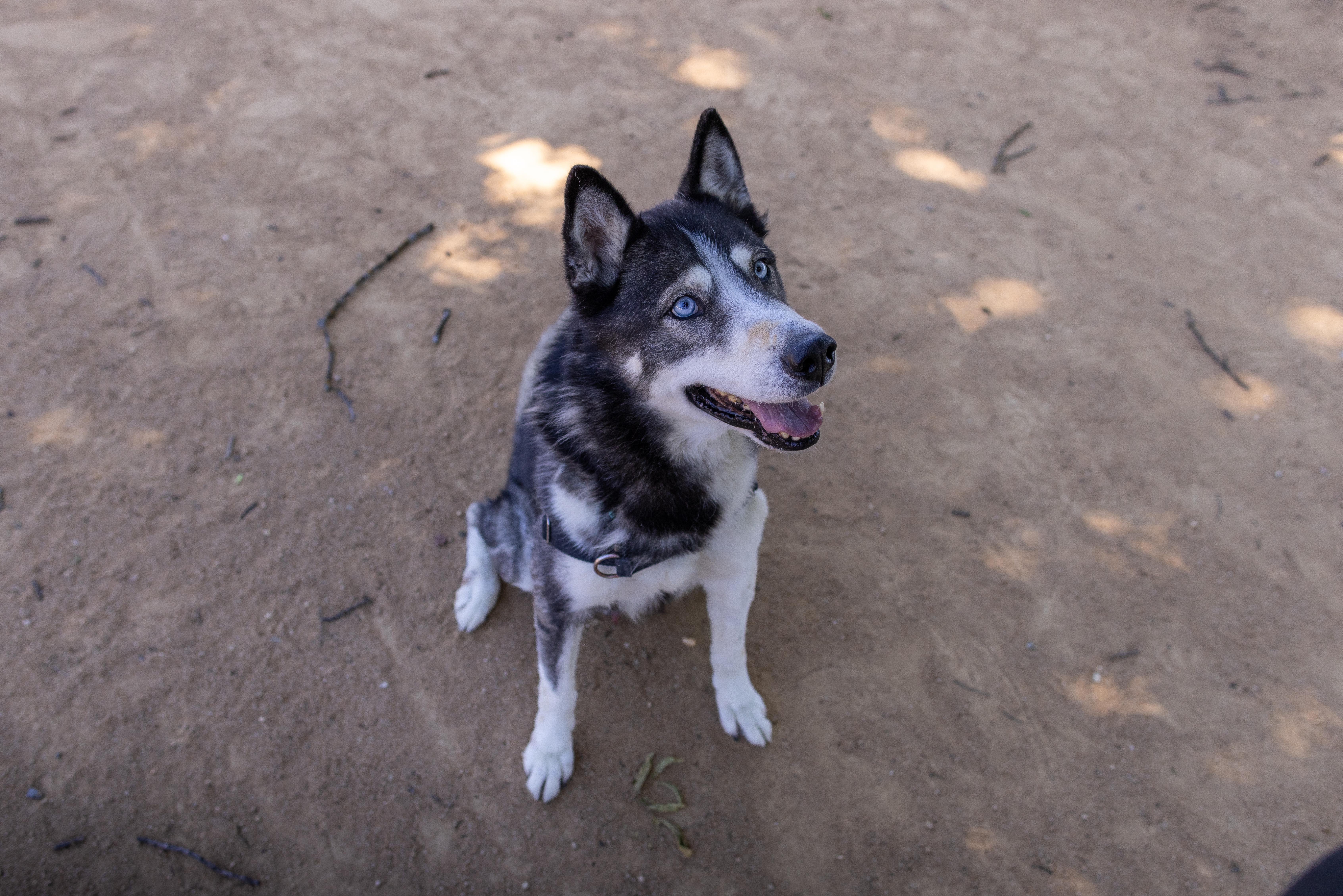 Enlarge Koda - Adoption fee fully sponsored by Frank and Terry Glazewski, a Adoptable mixed breed in Chico, CA image 2/5