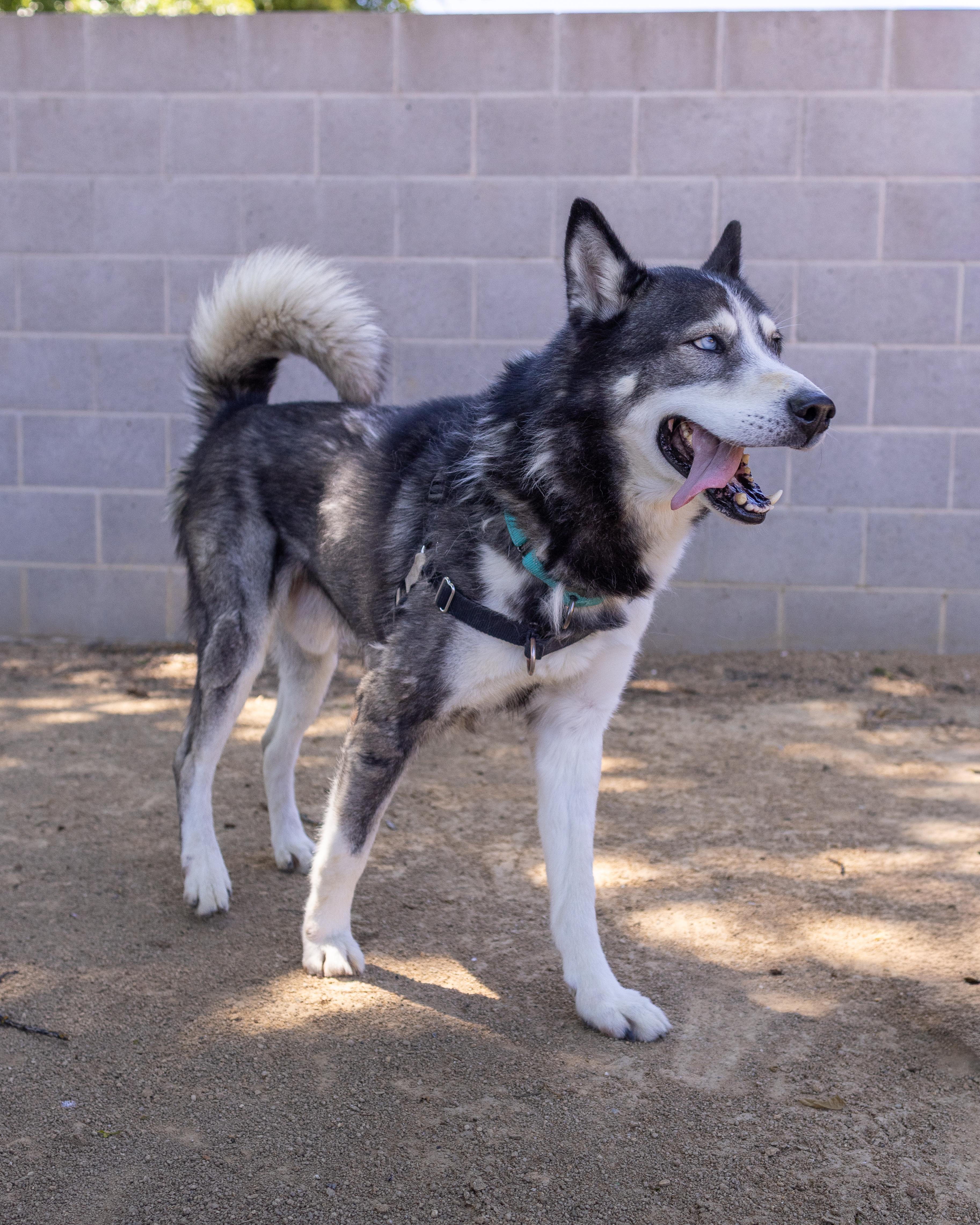 Enlarge Koda - Adoption fee fully sponsored by Frank and Terry Glazewski, a Adoptable mixed breed in Chico, CA image 3/5