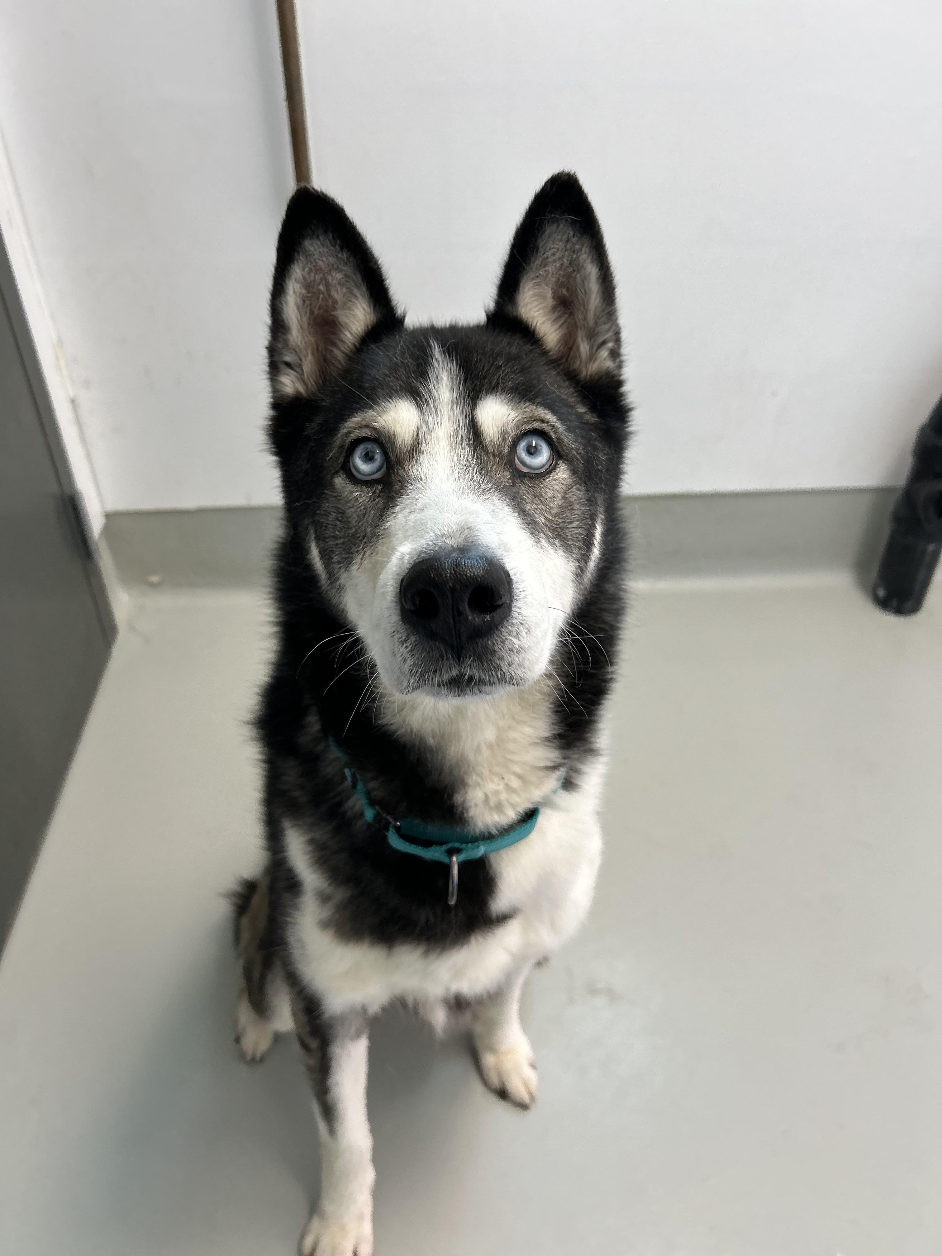 Enlarge Koda - Adoption fee fully sponsored by Frank and Terry Glazewski, a Adoptable mixed breed in Chico, CA image 4/5