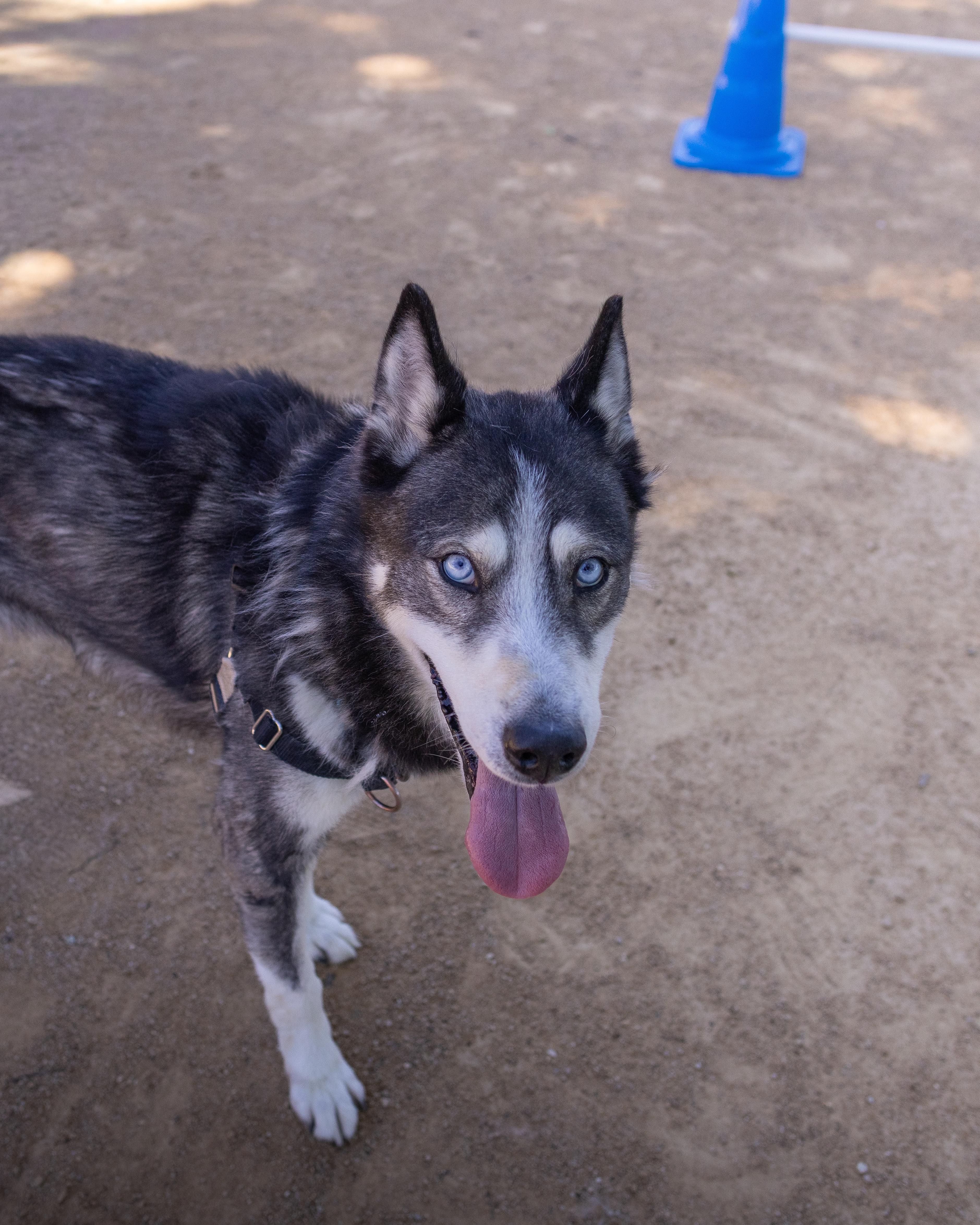 Enlarge Koda - Adoption fee fully sponsored by Frank and Terry Glazewski, a Adoptable mixed breed in Chico, CA image 5/5