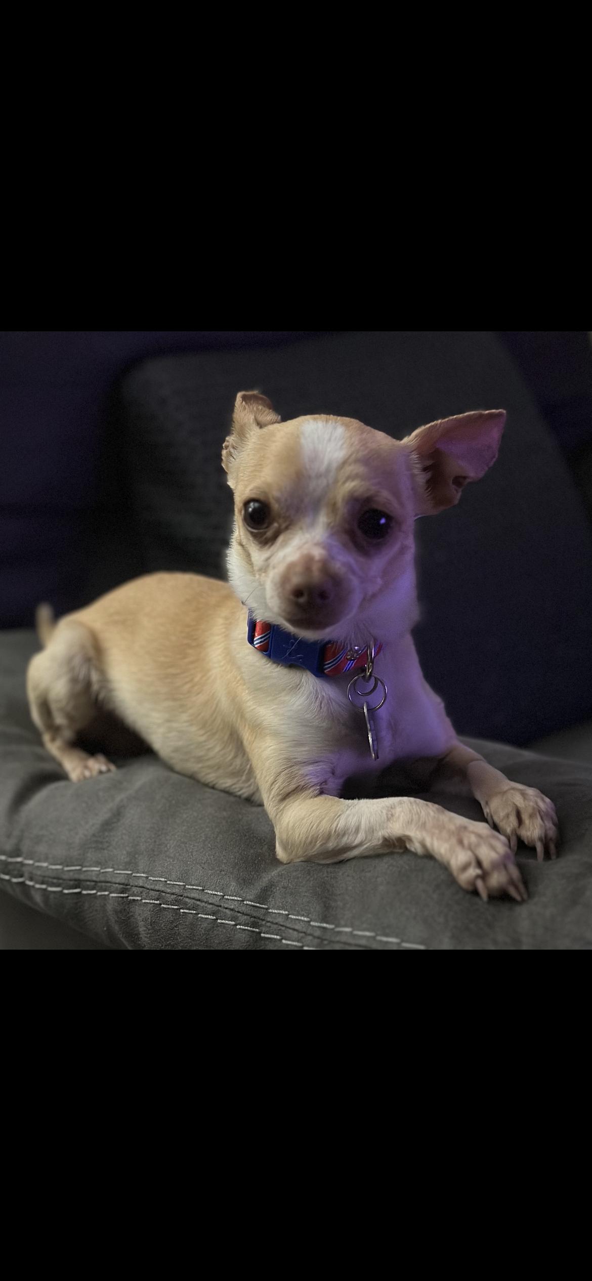Cruze, Adopted, Young Male Chihuahua.