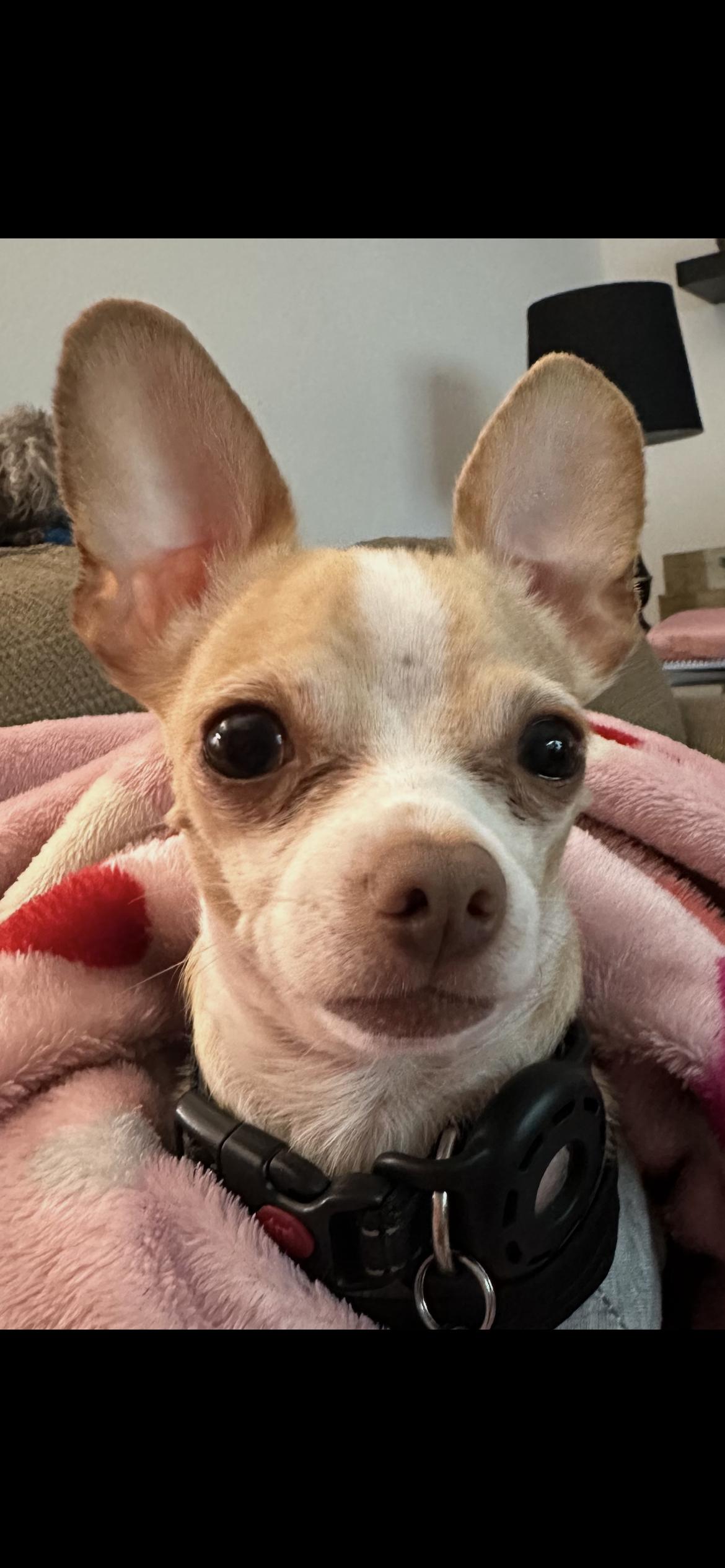 Enlarge Cruze, a Adopted Chihuahua in Saint Louis, MO image 2/2