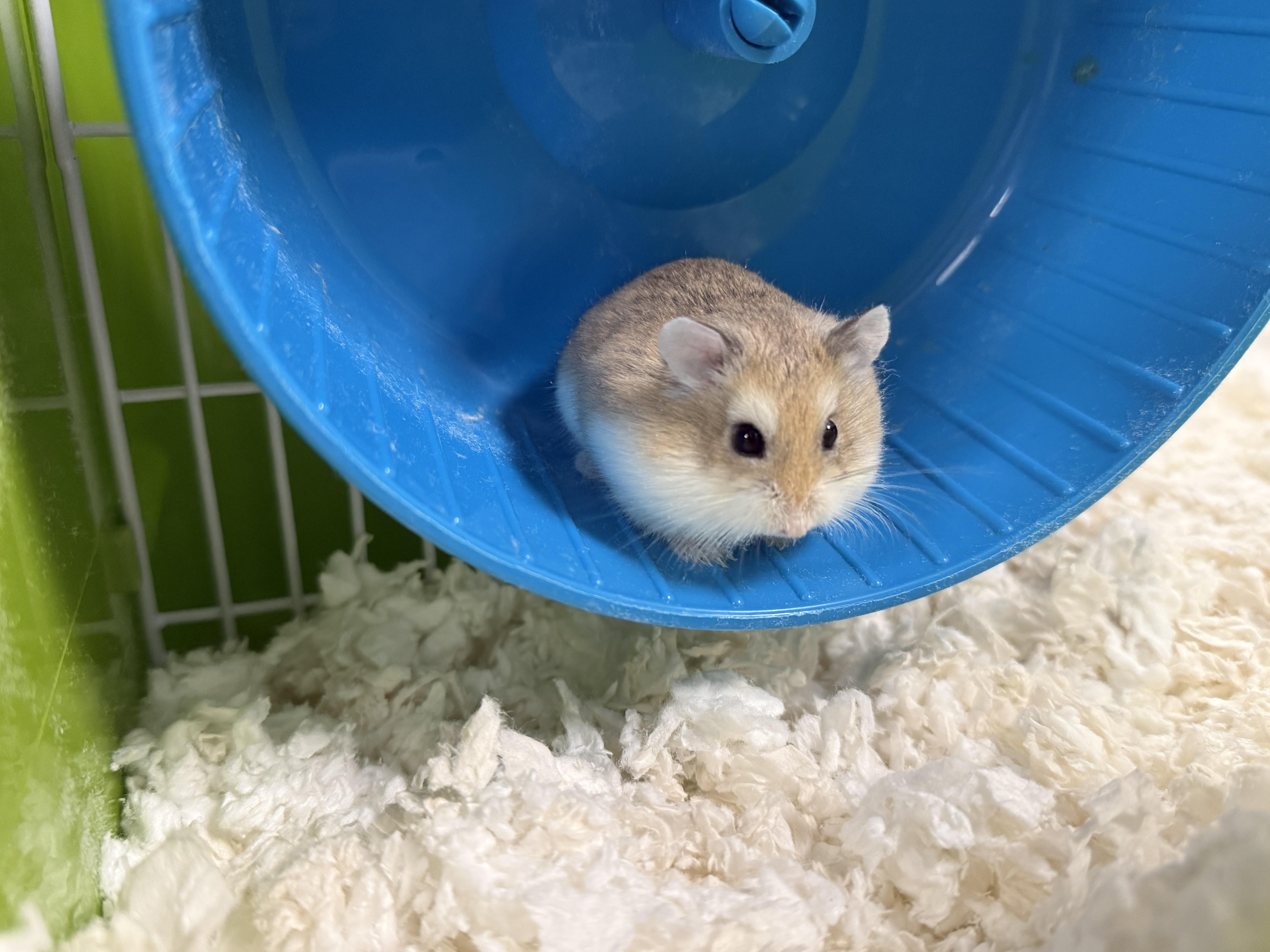 Nicolas, adopted, Adult Male Dwarf Hamster & Hamster.