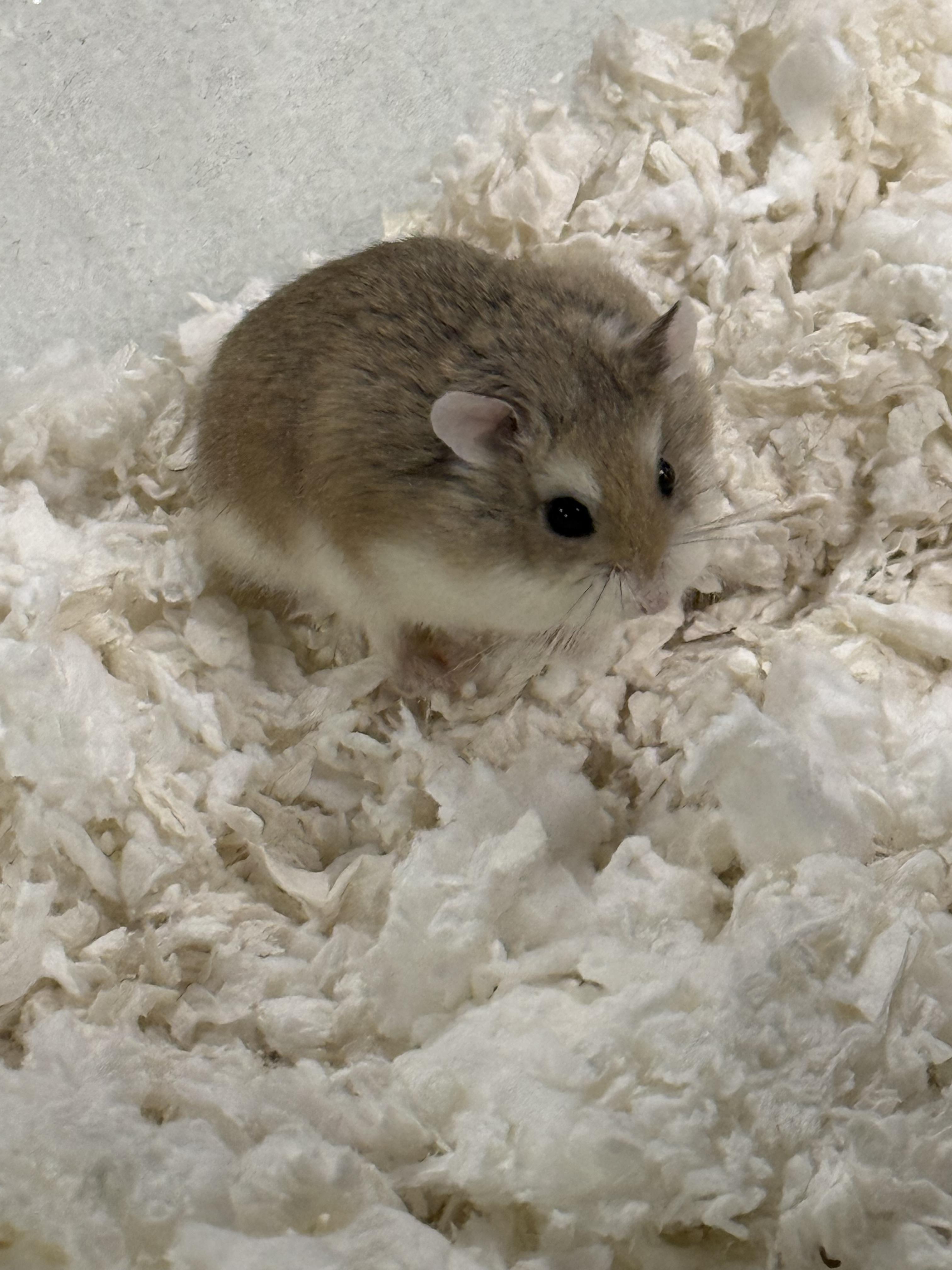 Enlarge Nicolas, an adopted mixed breed in Eagle, CO image 2/2