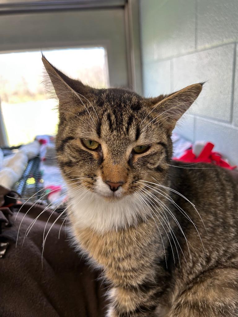 Basil, Adoptable, Kitten Male Domestic Short Hair.
