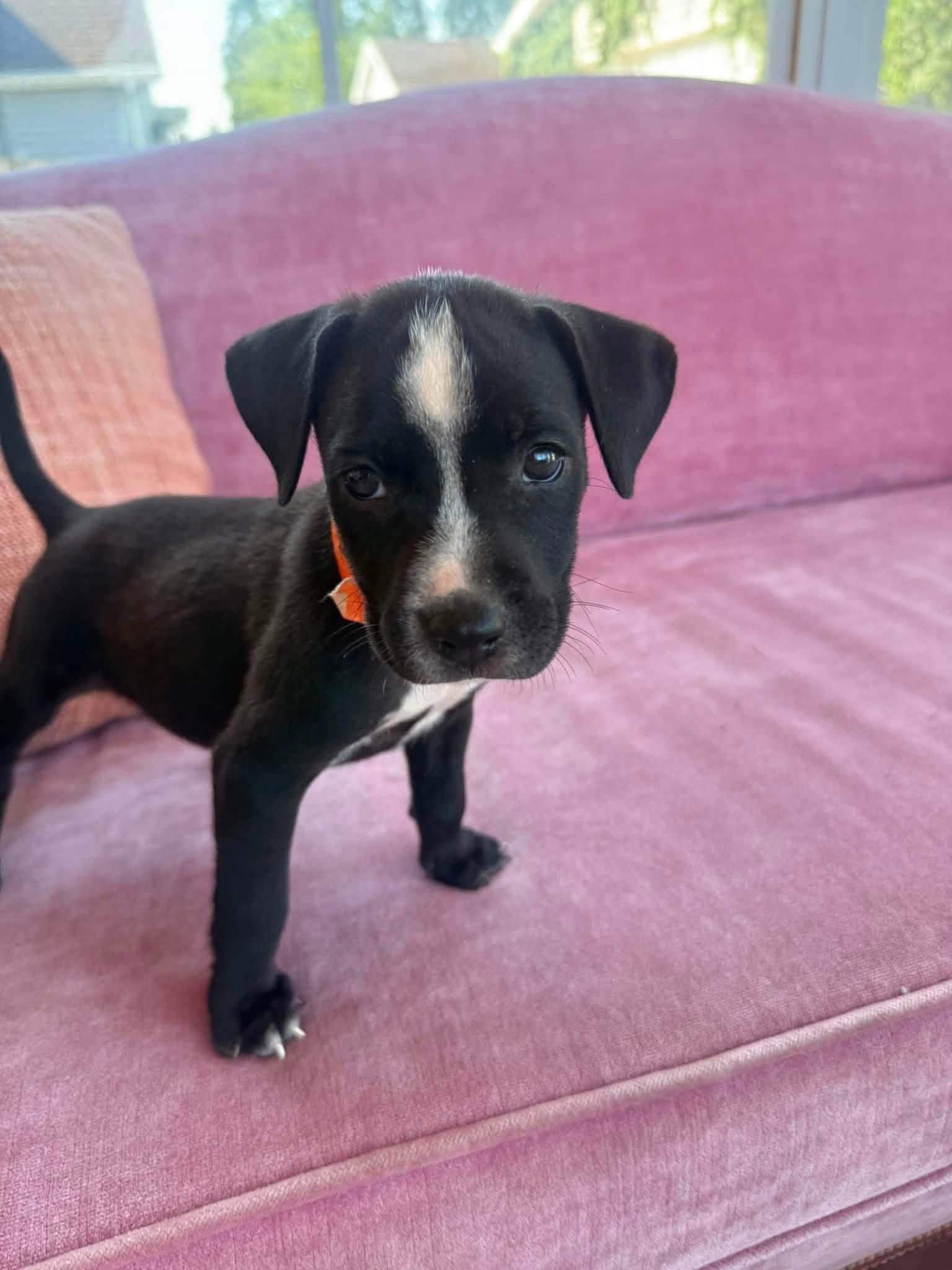 Gisele, Adoptable, Puppy Female Black Mouth Cur.