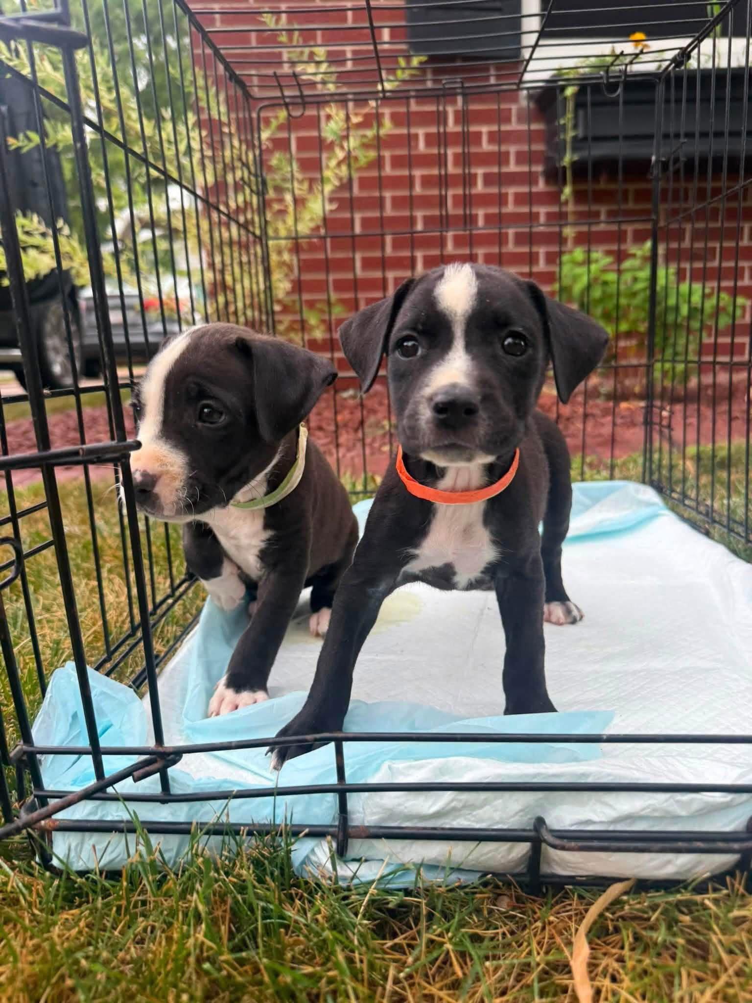 Enlarge Gisele, a Adoptable Black Mouth Cur in New London, WI image 2/3