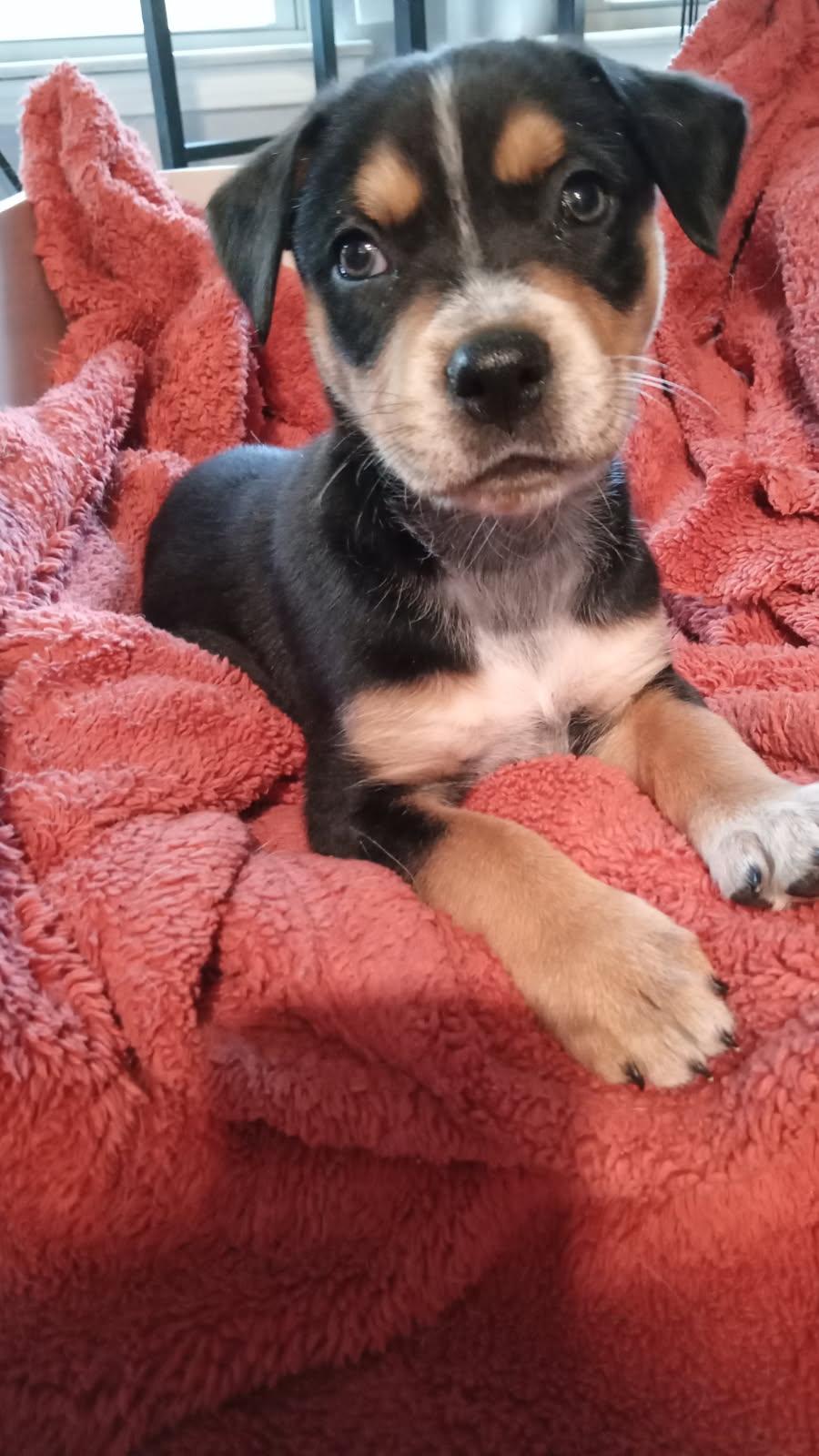 Crew, Adoptable, Young Male Labrador Retriever.