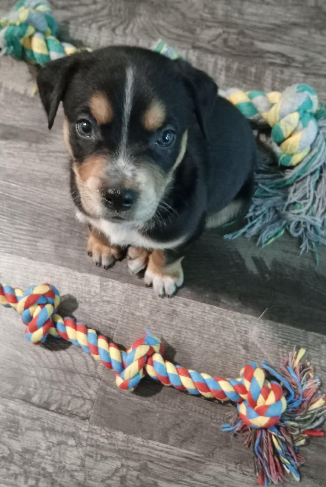 Crew, a Adoptable mixed breed in Colleyville, TX image 2/4