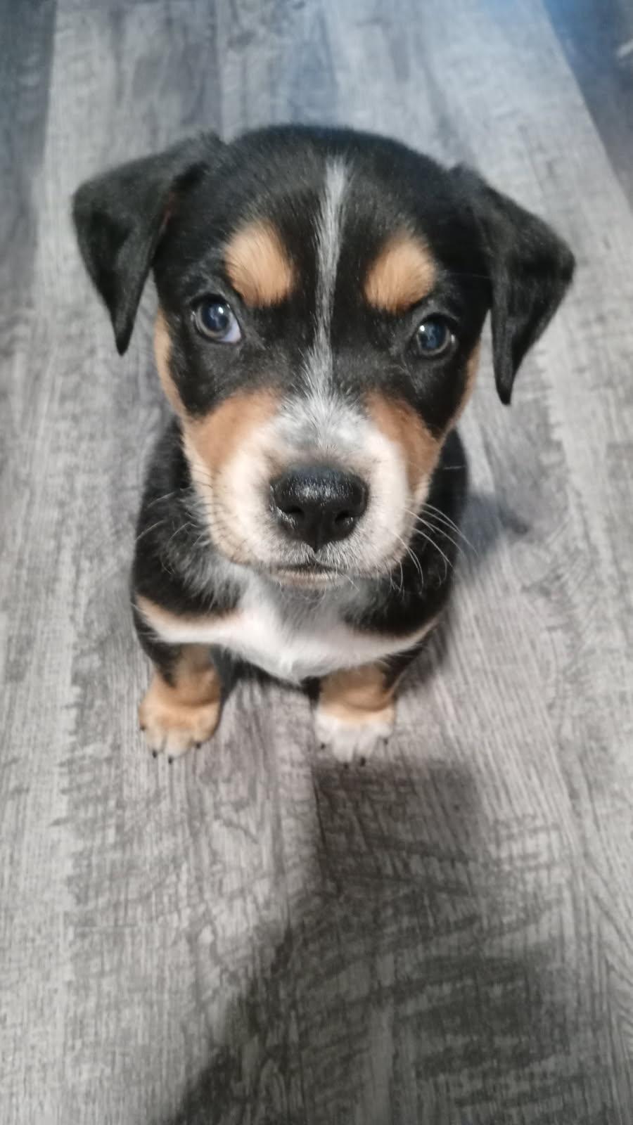 Crew, a Adoptable mixed breed in Colleyville, TX image 3/4