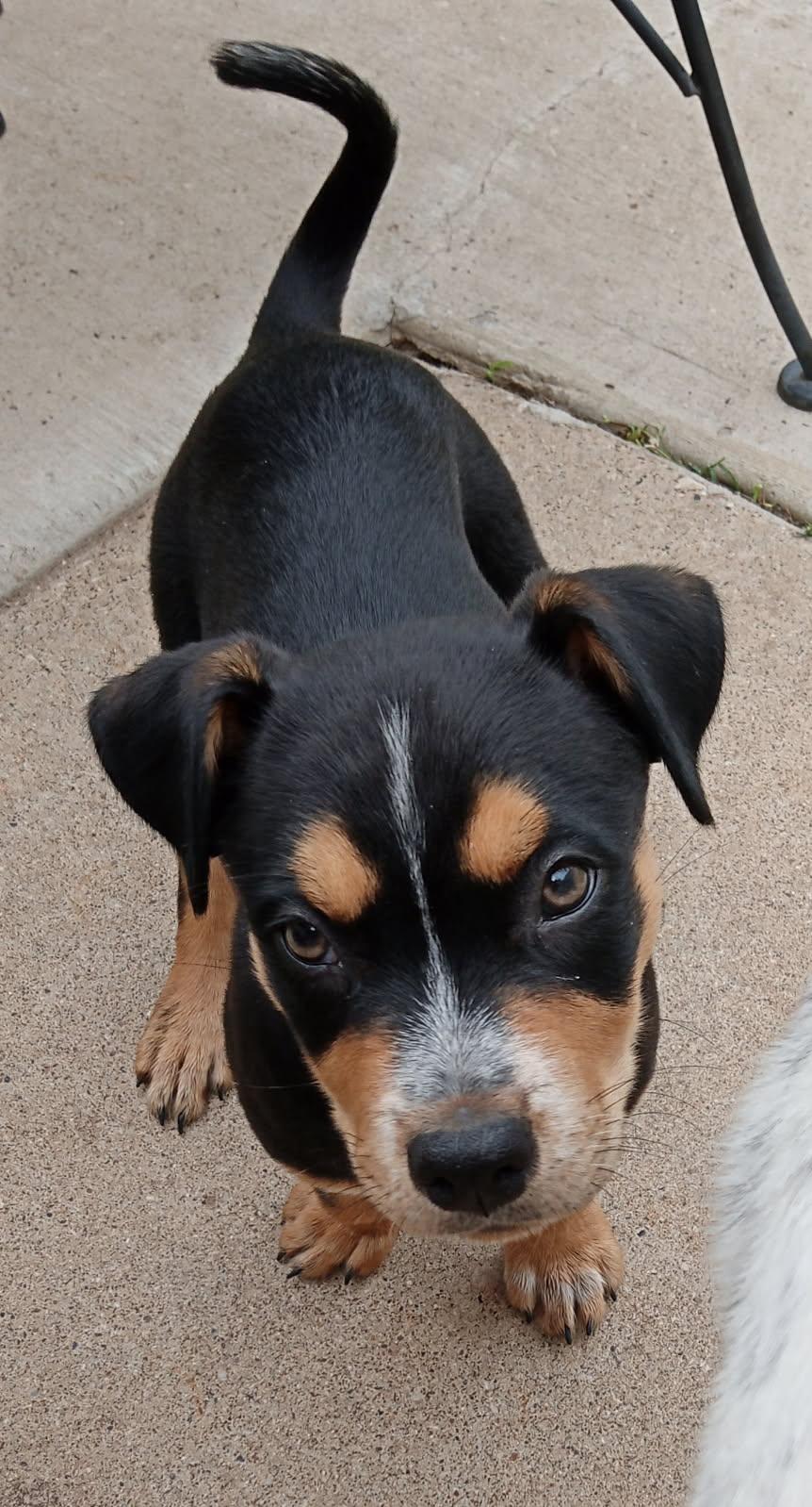 Crew, a Adoptable mixed breed in Colleyville, TX image 4/4
