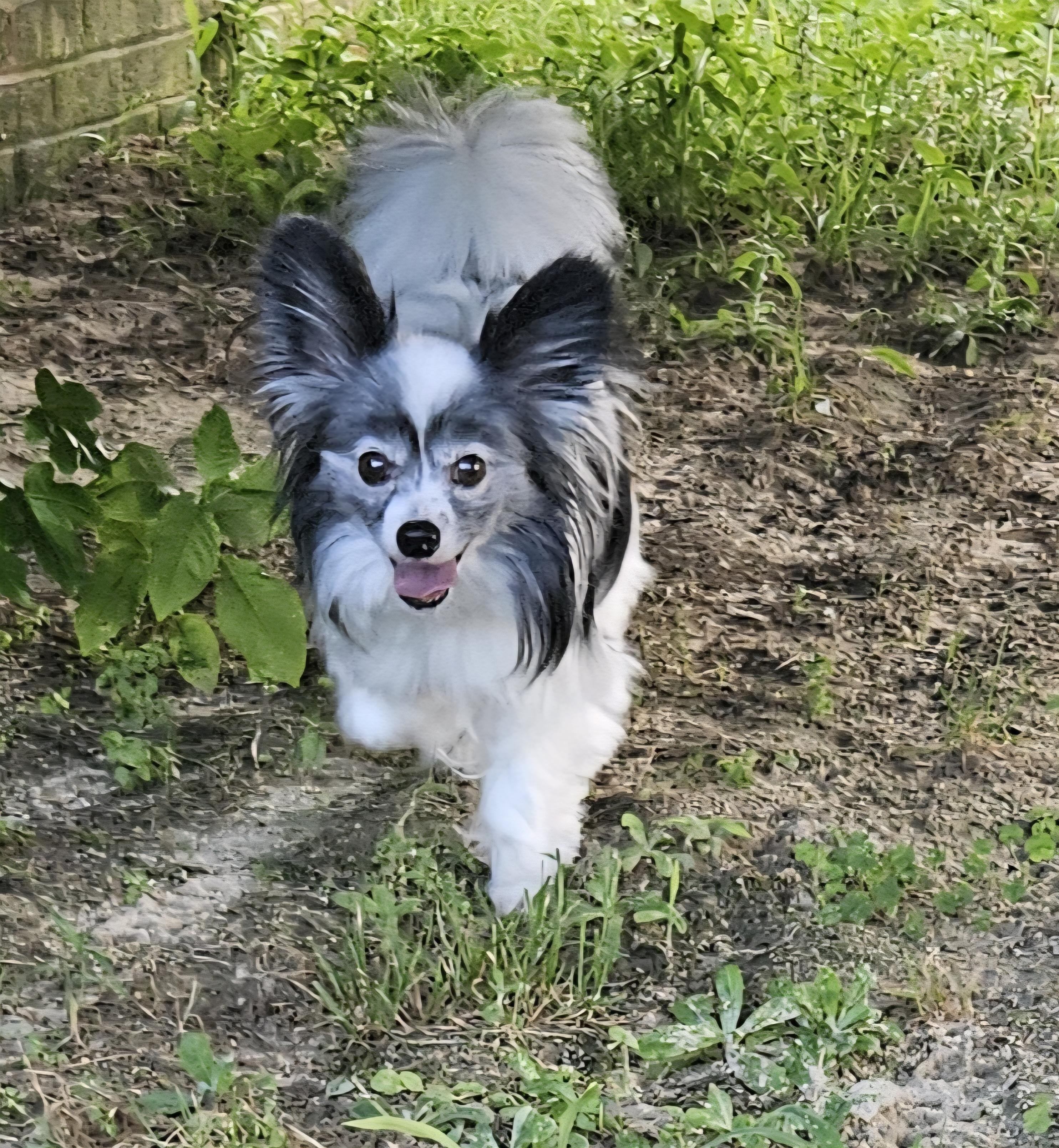 Enlarge Pikachu, a Adopted Papillon in Raleigh, NC image 1/1