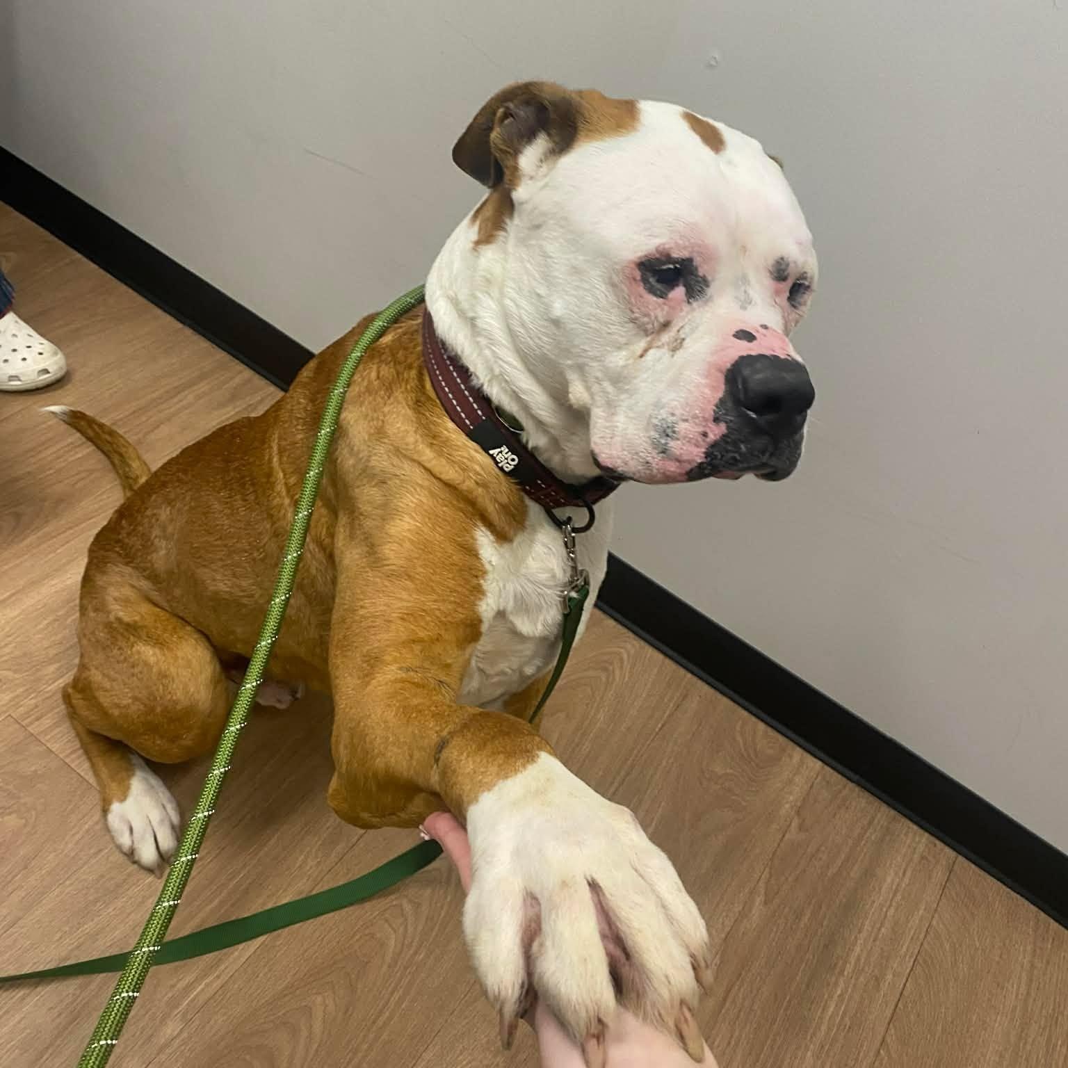 Enlarge Dexter sponsored adoption fee $0, a ADOPTABLE mixed breed in Minooka, IL image 3/5