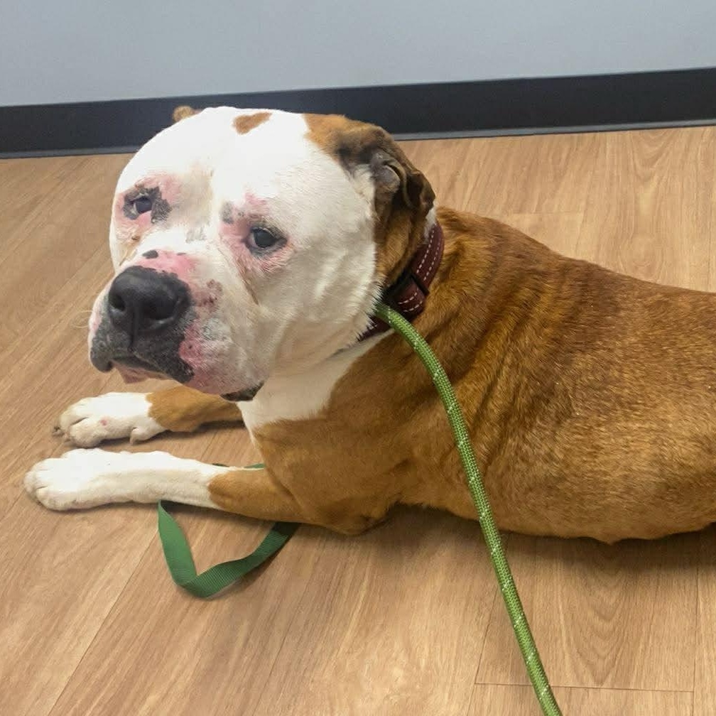 Enlarge Dexter sponsored adoption fee $0, a ADOPTABLE mixed breed in Minooka, IL image 2/5