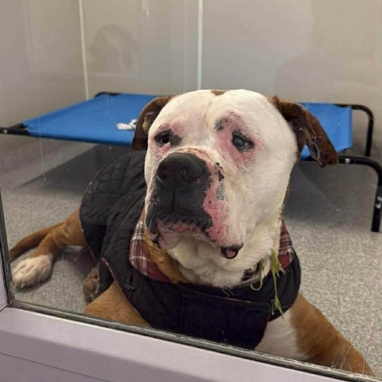 Enlarge Dexter sponsored adoption fee $0, a ADOPTABLE mixed breed in Minooka, IL image 4/5