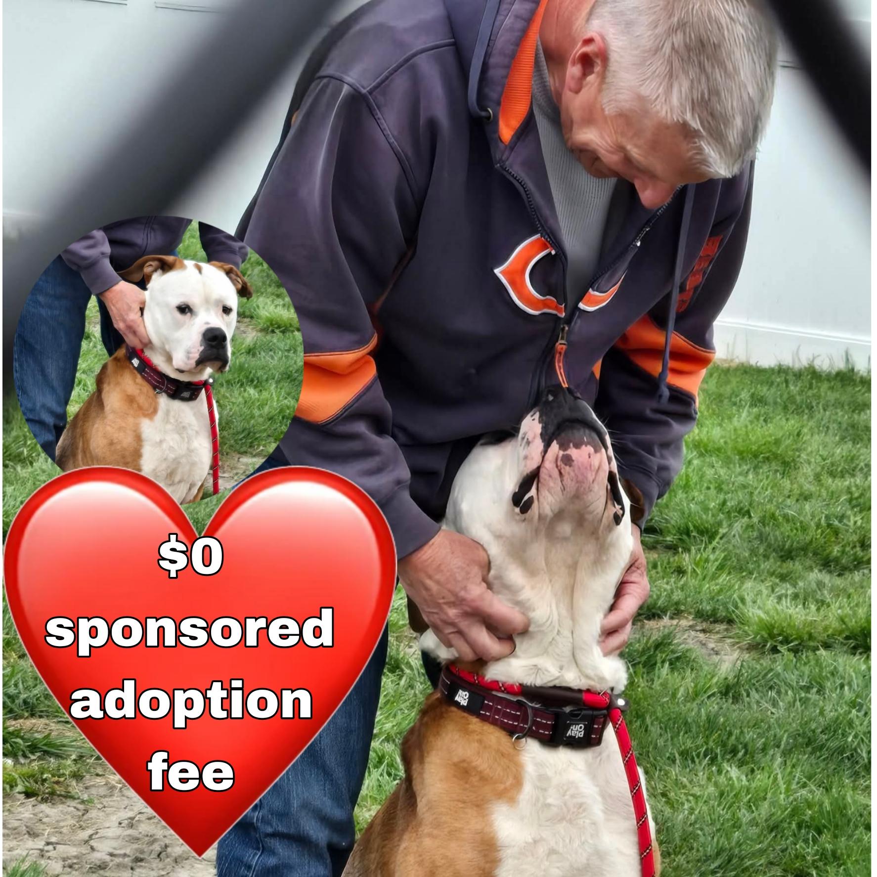 Dexter sponsored adoption fee $0, ADOPTABLE, Adult Male Bulldog.