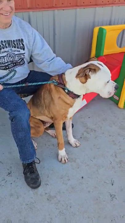 Enlarge Dexter sponsored adoption fee $0, a ADOPTABLE mixed breed in Minooka, IL video 5/5