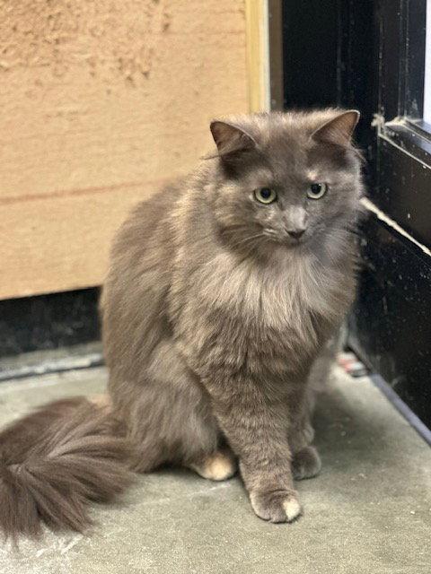 Felicity (26-039), a Adoptable Domestic Long Hair in Ocean Pines, MD image 1/2