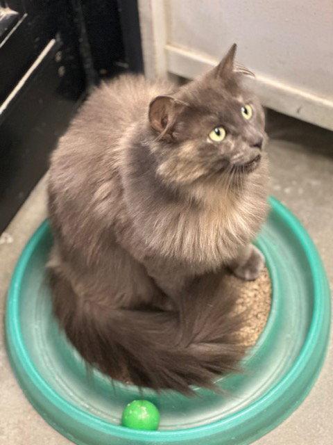 Felicity (26-039), a Adoptable Domestic Long Hair in Ocean Pines, MD image 2/2