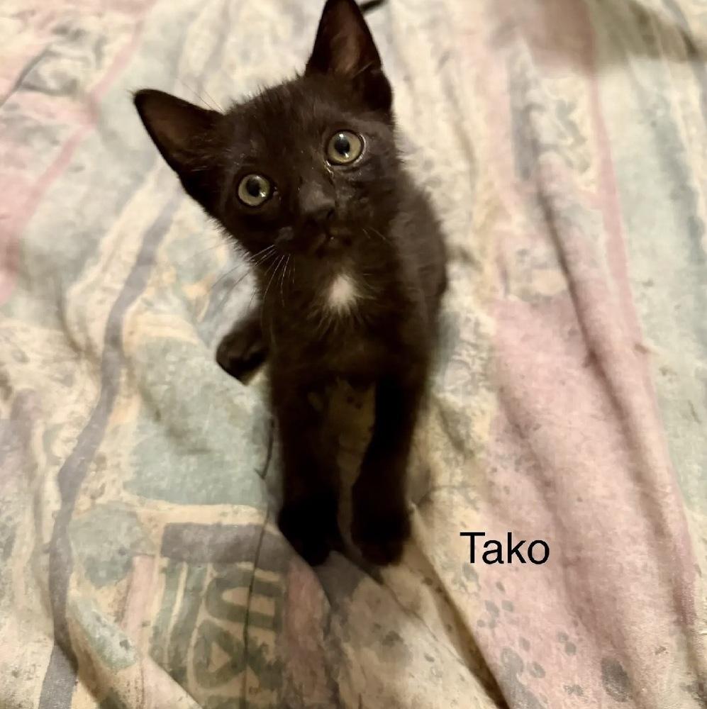 Enlarge Tako, a Adoptable Domestic Short Hair in Safety Harbor, FL image 1/1