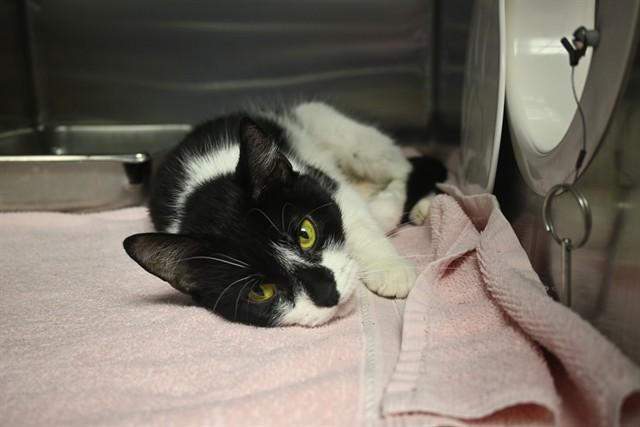 TOODLES, Adoptable, Young Female Domestic Short Hair.