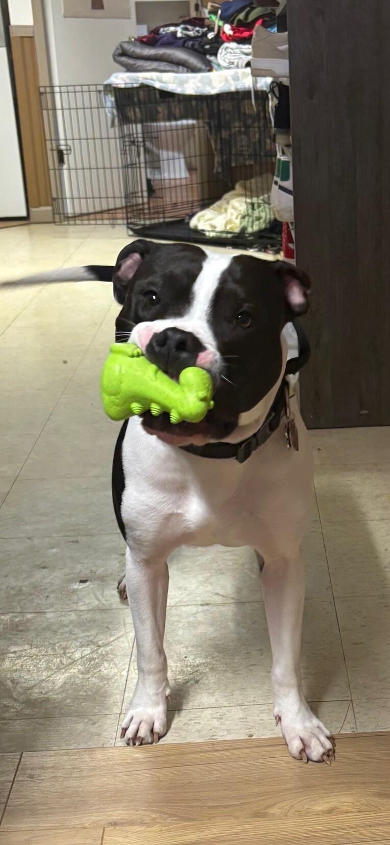 **PLEASE READ FULL DESCRIPTION** Scooby Doo