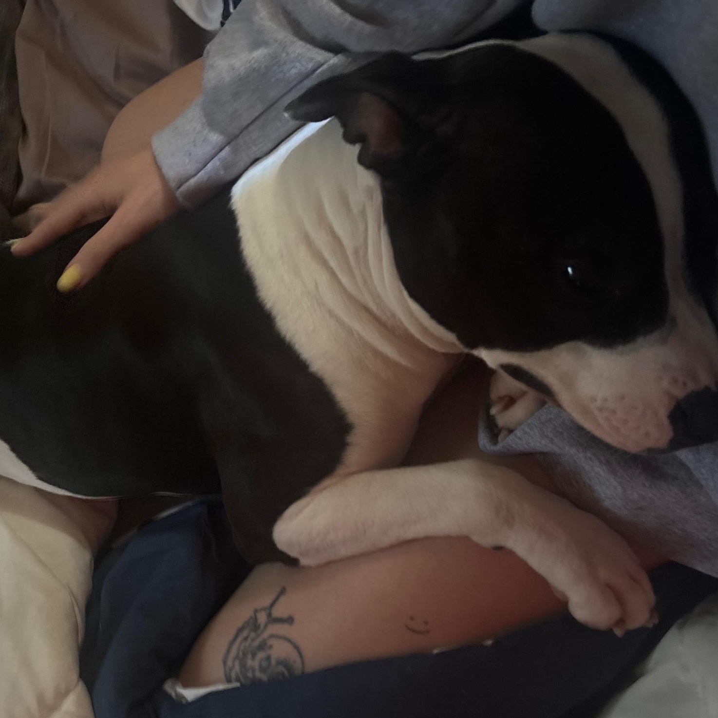 **PLEASE READ FULL DESCRIPTION** Scooby Doo