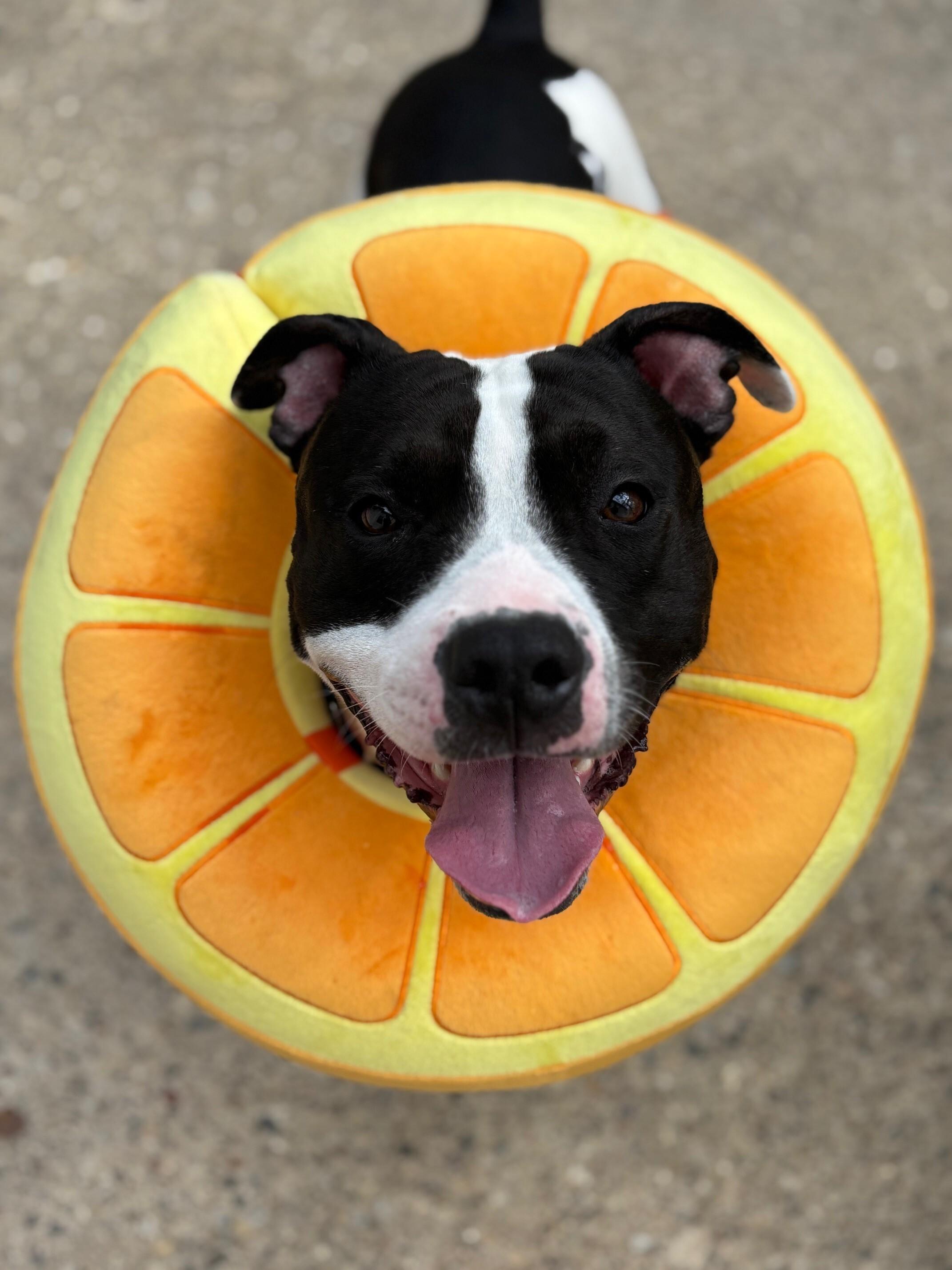 **PLEASE READ FULL DESCRIPTION** Scooby Doo