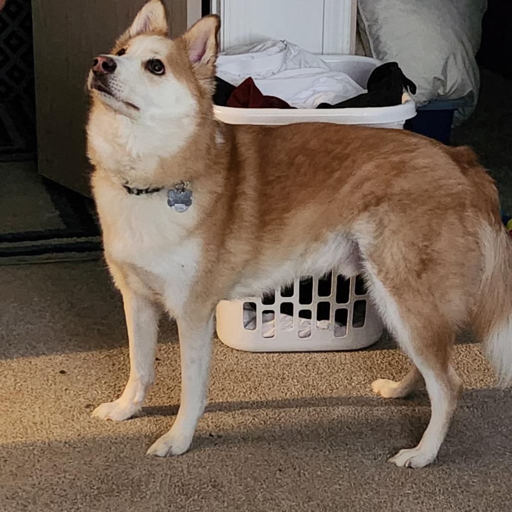 Jimin, Adoptable, Adult Male Pomeranian & Husky.