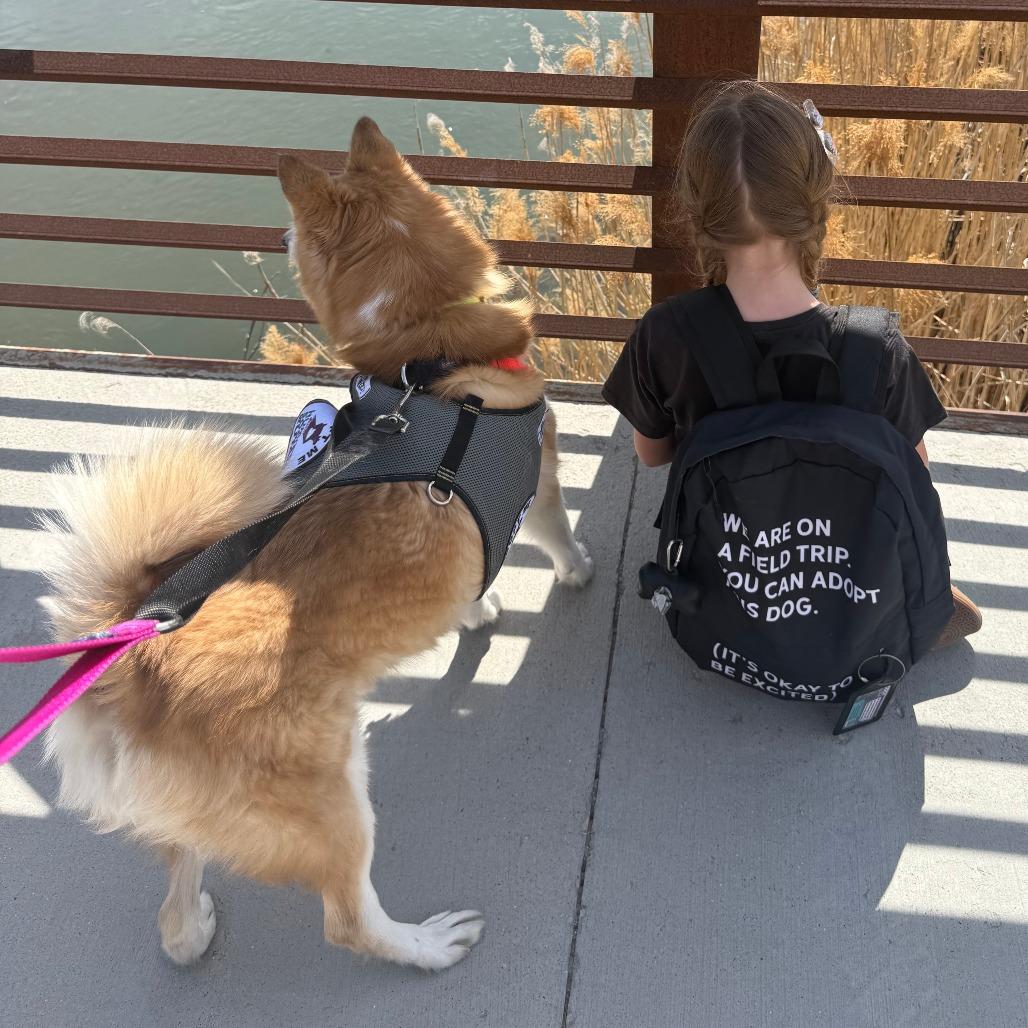 Enlarge Jimin, a Adoptable mixed breed in Murray, UT image 2/3