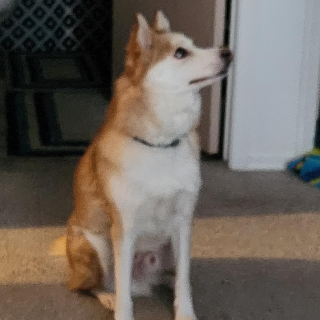 Enlarge Jimin, a Adoptable mixed breed in Murray, UT image 3/3