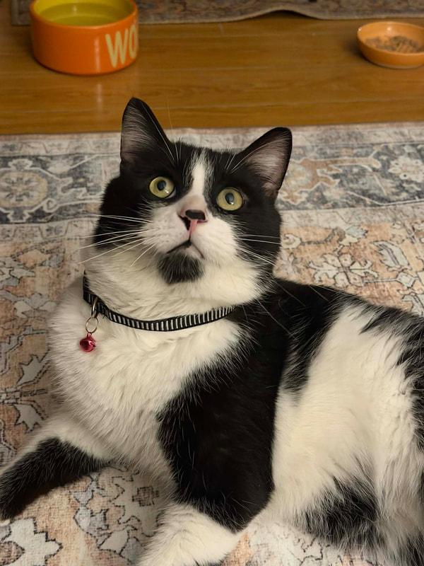 Enlarge Baxter, a ADOPTABLE Domestic Short Hair in Mississauga, ON image 1/4