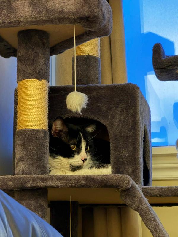Enlarge Baxter, a ADOPTABLE Domestic Short Hair in Mississauga, ON image 2/4