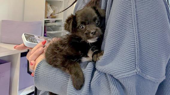 Marcello Mastroianni, ADOPTABLE, Puppy Male Chihuahua.