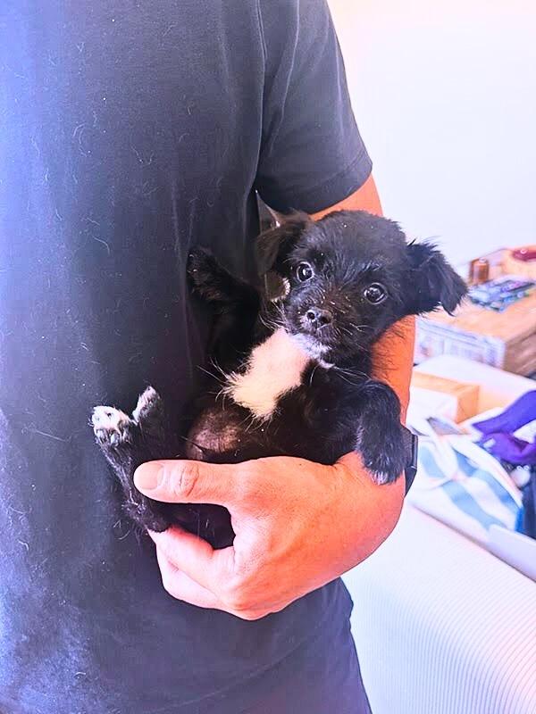 Enlarge Marcello Mastroianni, a ADOPTABLE mixed breed in West Hollywood, CA image 2/4