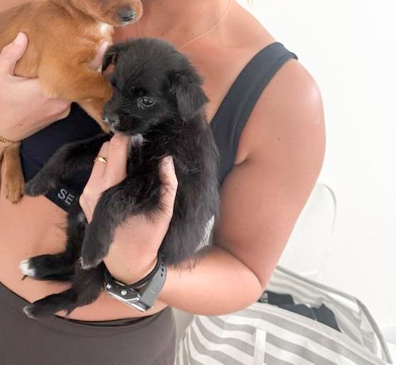 Enlarge Marcello Mastroianni, a ADOPTABLE mixed breed in West Hollywood, CA image 3/4