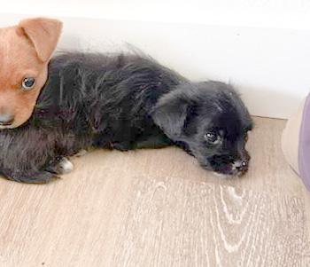 Enlarge Marcello Mastroianni, a ADOPTABLE mixed breed in West Hollywood, CA image 4/4