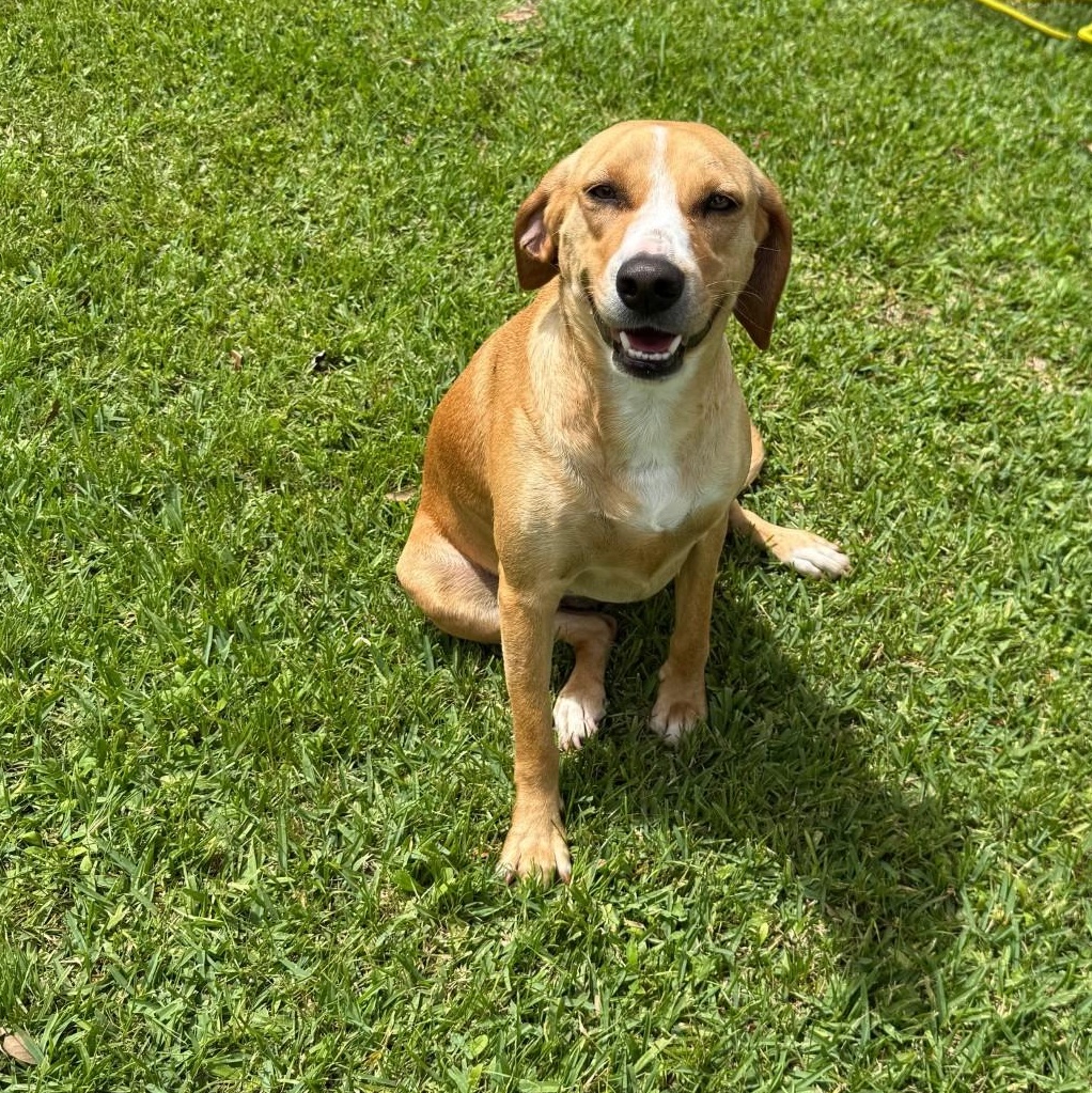 Enlarge Biscoff, an adopted mixed breed in Friendswood, TX image 5/5