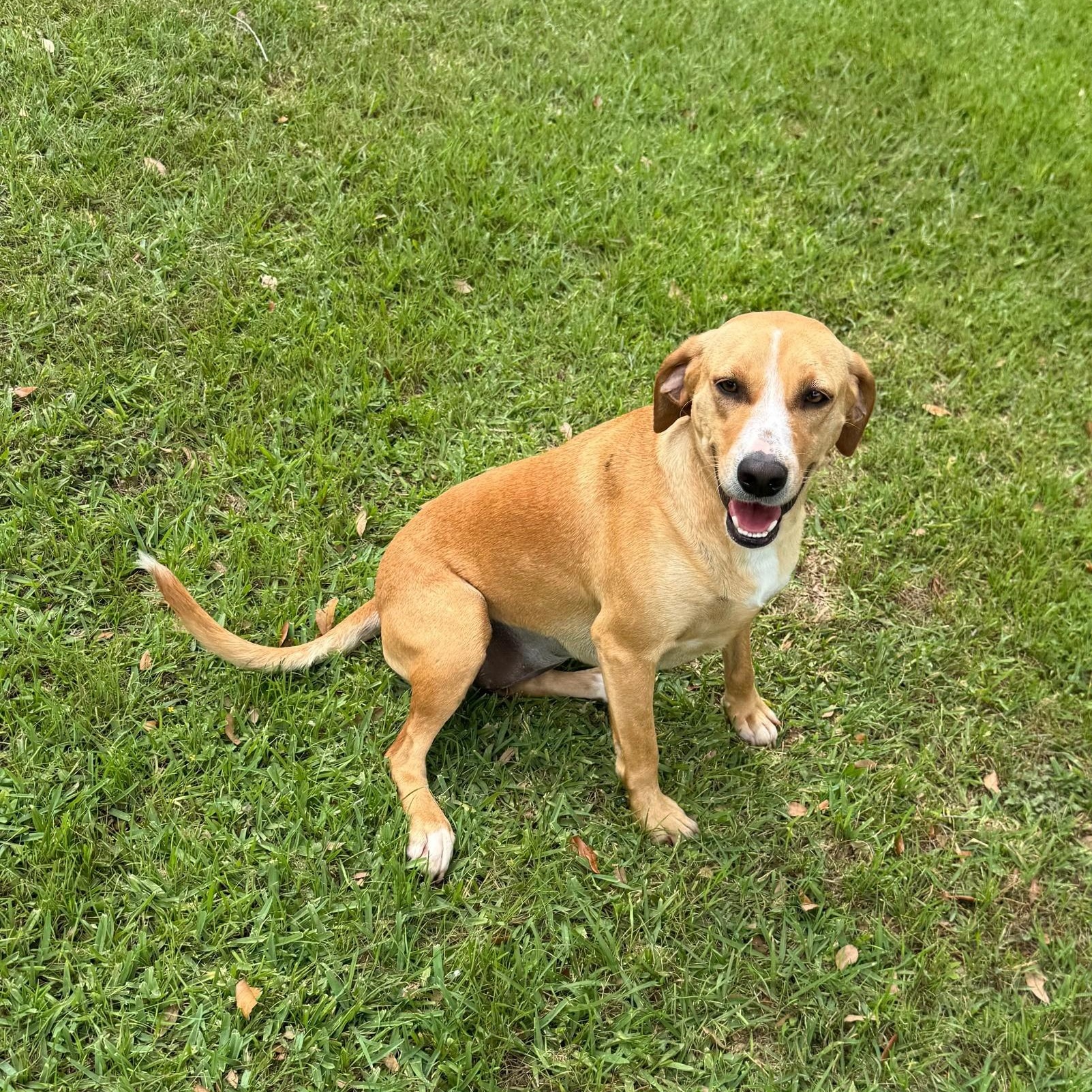 Biscoff, adopted, Adult Female Labrador Retriever.
