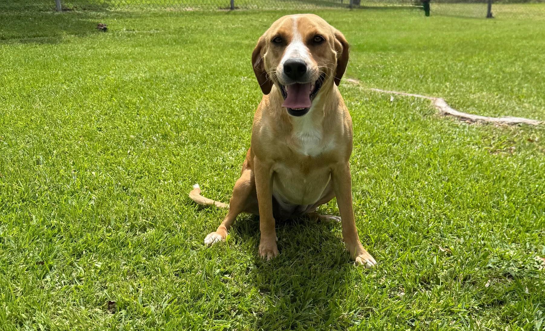 Enlarge Biscoff, an adopted mixed breed in Friendswood, TX image 2/5