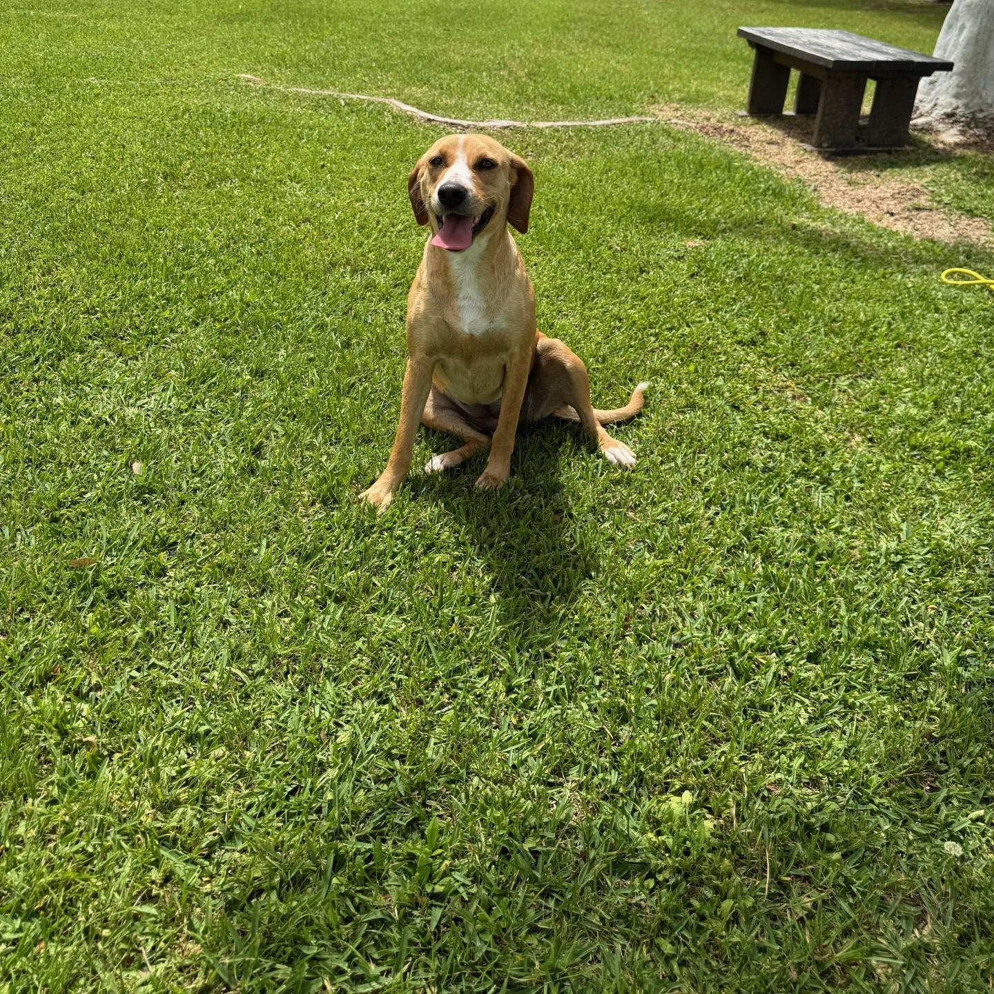Enlarge Biscoff, an adopted mixed breed in Friendswood, TX image 4/5