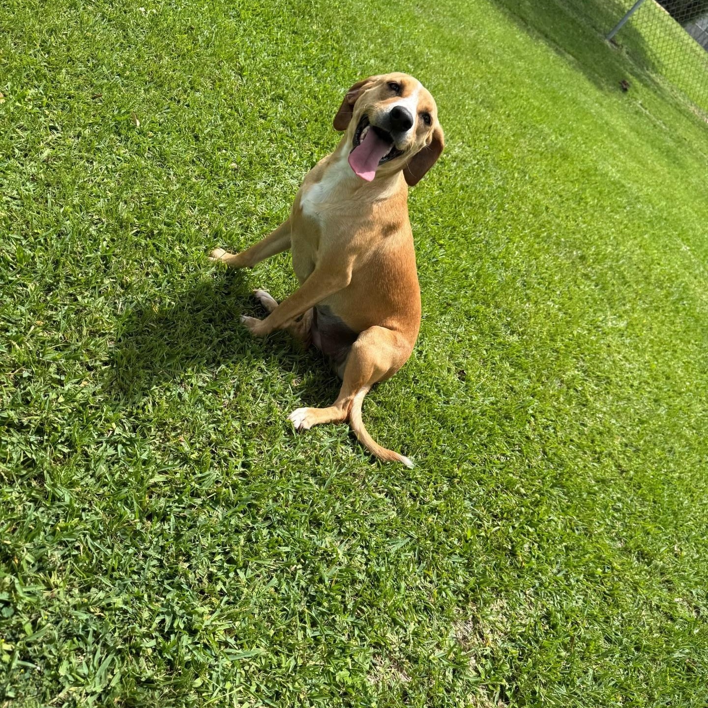 Enlarge Biscoff, an adopted mixed breed in Friendswood, TX image 3/5