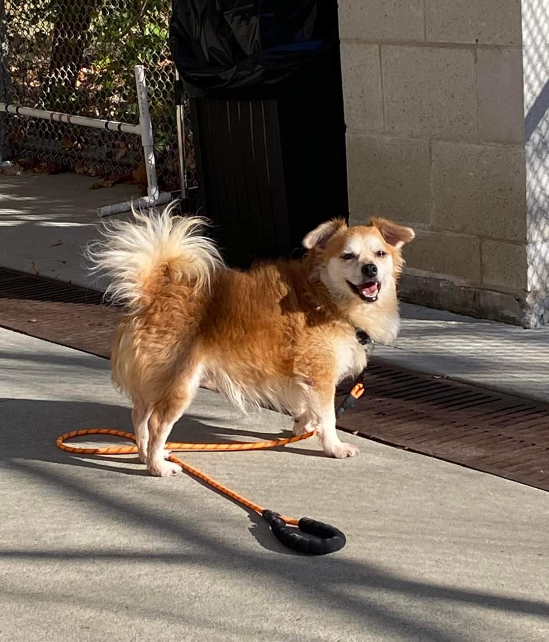 Dog for adoption Jackalope, a Mix in Stratford, CT Petfinder